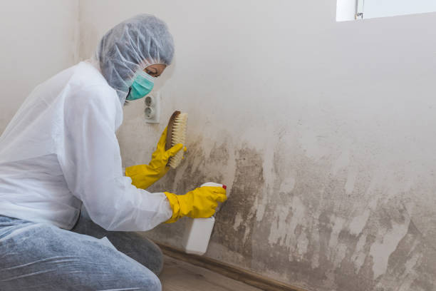 Best Attic Mold Removal  in Mount Carmel, IL